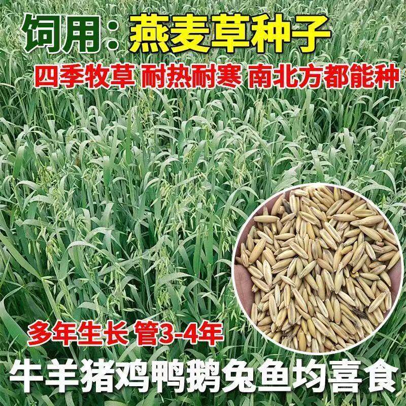 燕麦种子饲用养殖过冬牧草耐寒种籽四季养殖牧草喂牛羊鸡鸭鹅猪草,鲜花速递/花卉仿真/绿植园艺,家庭园艺种子,淘宝优惠券,粉丝福利购,淘宝优惠卷