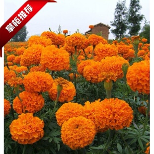 孔雀草种子万寿菊种子臭菊花臭芙蓉全国包邮60/斤黄花波斯菊种子