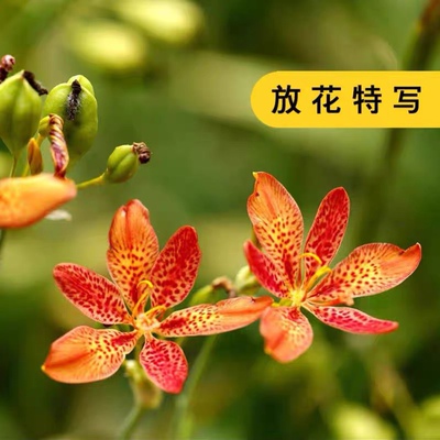新产射干种子 射干籽 射干花子种籽测试发芽四季播种