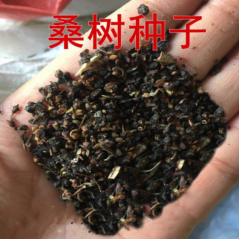 桑树种子桑葚养蚕嫁接种子