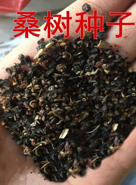 桑树种子果桑桑葚种子蚕吃桑叶养蚕专用桑土桑种子可做占木嫁接用