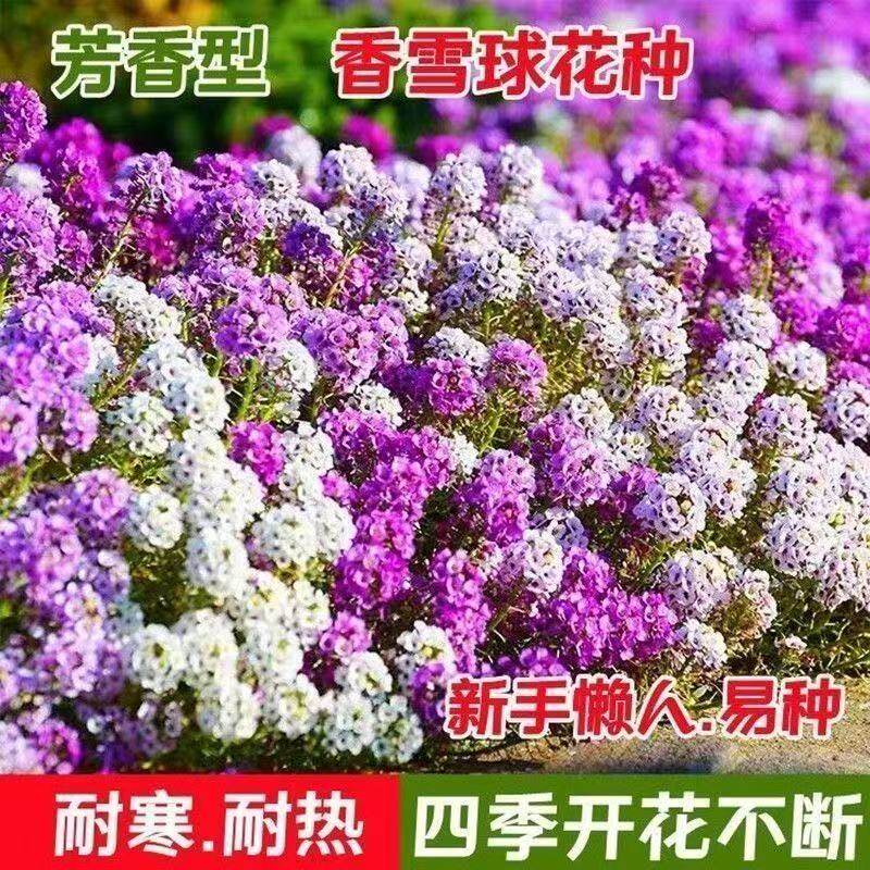 香雪球种子蜜蜂采蜜花草种子四季播蜜源阳台植物花期长芳香花种籽