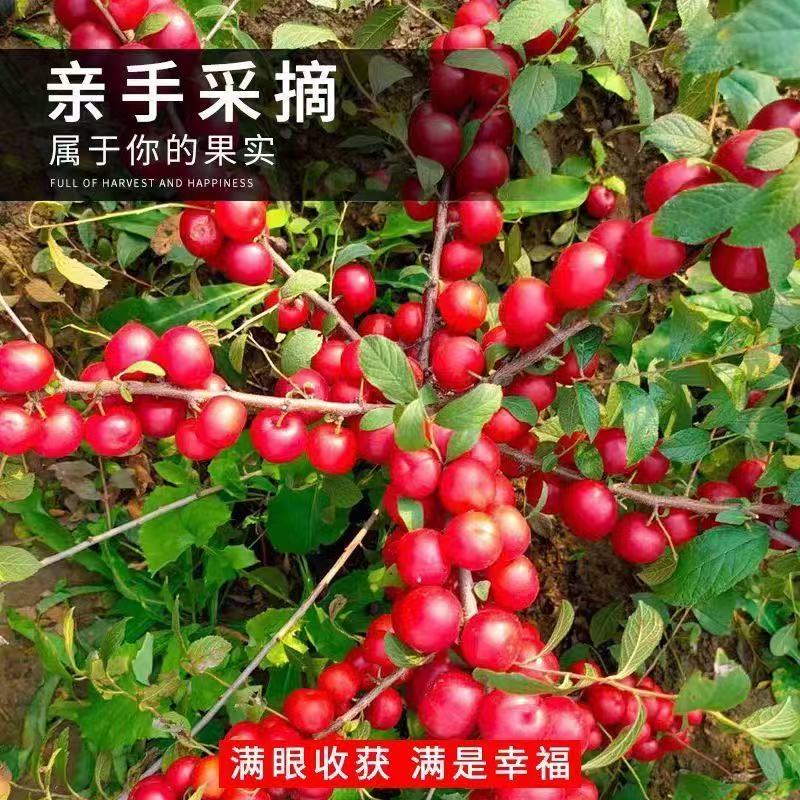 水果树种子 欧李种子 钙果天然补钙佳品山梅子小李仁中华钙果种子