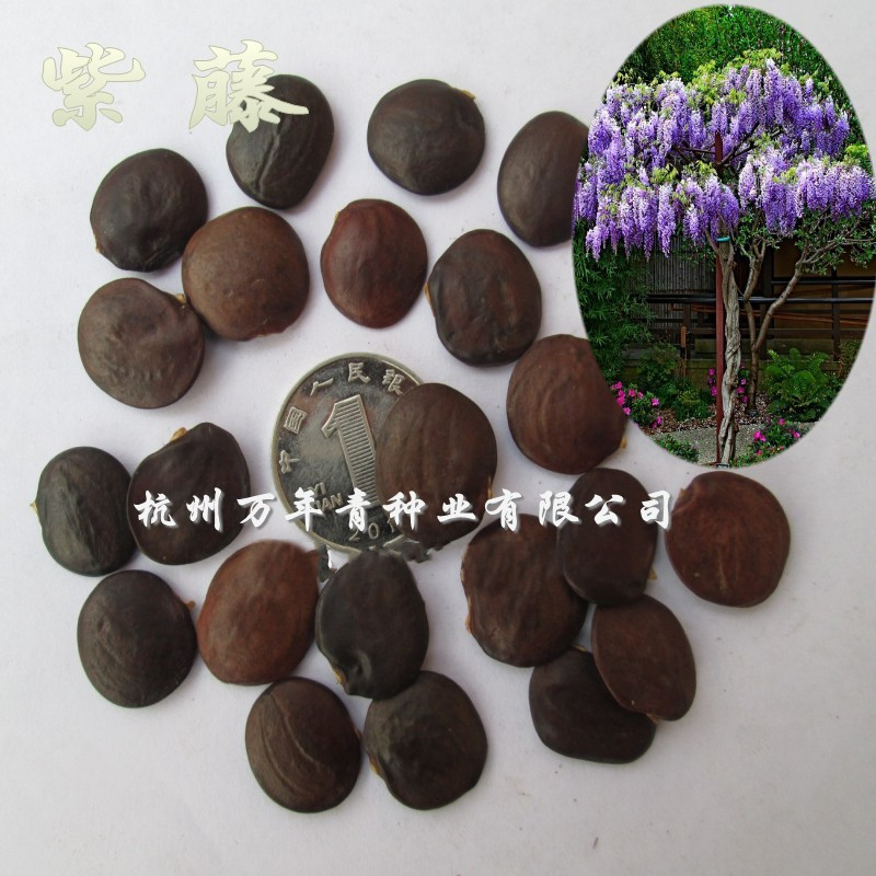 紫藤种子紫藤花绿化行道林木苗木树种子攀爬植物四季易种当年开花