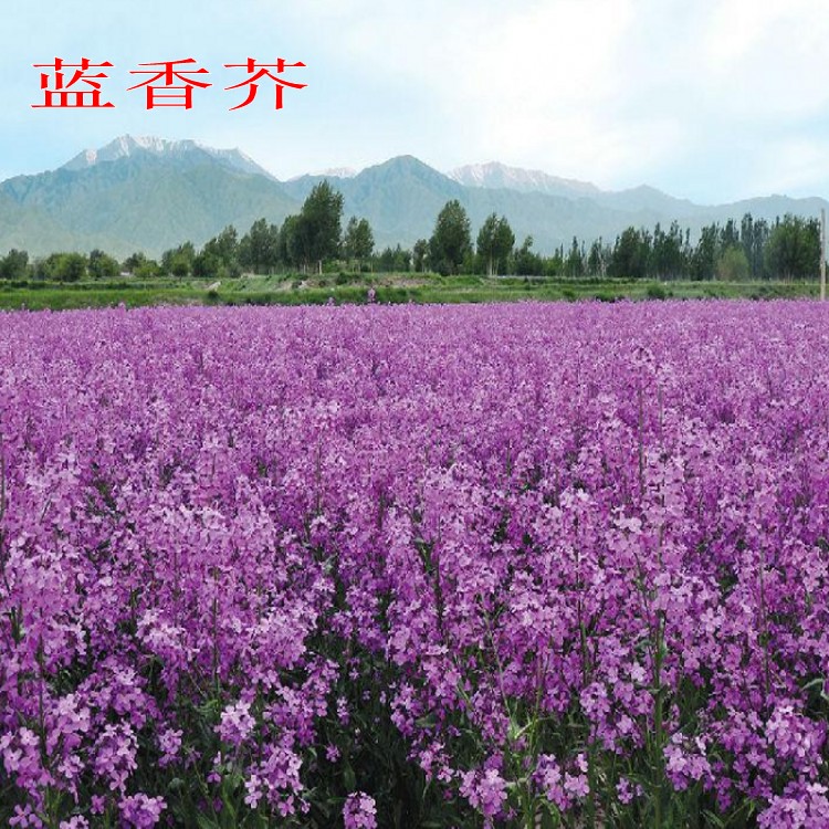 蓝香芥种子二月兰种子蓝花花海品种花籽园林绿化四季易播种易发芽