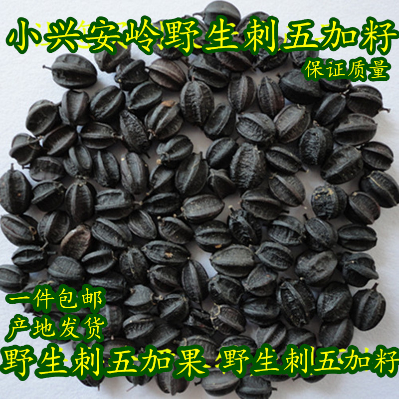 刺五加籽野生伊春小兴安岭刺五加果茶东北特产当年新货自然晾晒