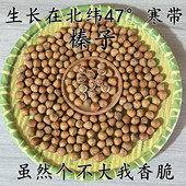 原味榛子东北小兴安岭特产野生坚果火榛子薄皮小水漏榛子伊春特产