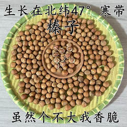 原味榛子东北小兴安岭特产山货坚果火榛子薄皮小水漏榛子伊春特产