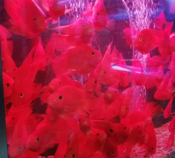 上海专业鱼缸鱼池护理 发财鱼缸龙鱼缸金鱼锦鲤鱼缸清洗养护上门