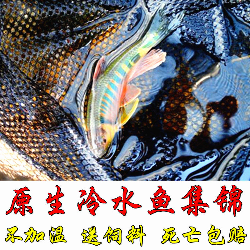 冷水鱼原生鱼马口鱼活体长鳍鱲虾虎吸鳅清道夫高体鳑鲏观赏鱼_虎窝淘