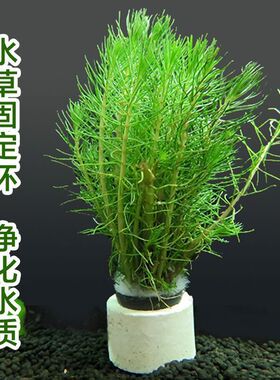 水草定植杯新都水景陶瓷环种植水草杯新手养草水草固定底