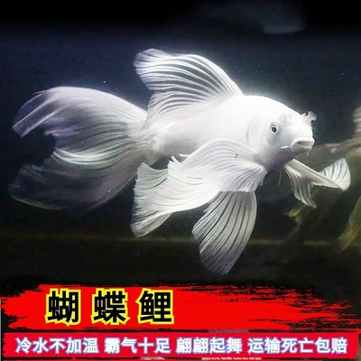 新都水景公母锦鲤淡水冷水蝴蝶鲤