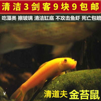 清道夫不吃活鱼吃垃圾擦玻璃淡水