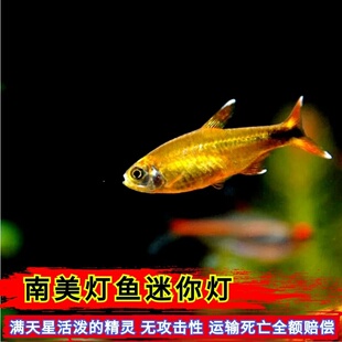 活体观赏鱼南美灯科鱼迷你灯鱼满天星淡水鱼群游鱼小型鱼没攻击性