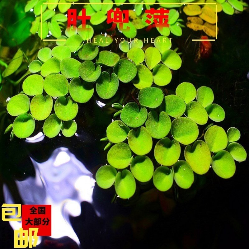 活体水草浮萍槐叶萍肚兜萍睡莲一叶莲冷水水草新手草净化水质包邮,宠物/宠物食品及用品,水草,淘宝优惠券,粉丝福利购,淘宝优惠卷