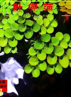 活体水草浮萍槐叶萍肚兜萍睡莲一叶莲冷水水草新手草净化水质包邮