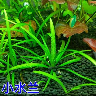 鱼缸真水草草缸造景小水兰大水兰溪流景新手草好养阴性草生态缸养