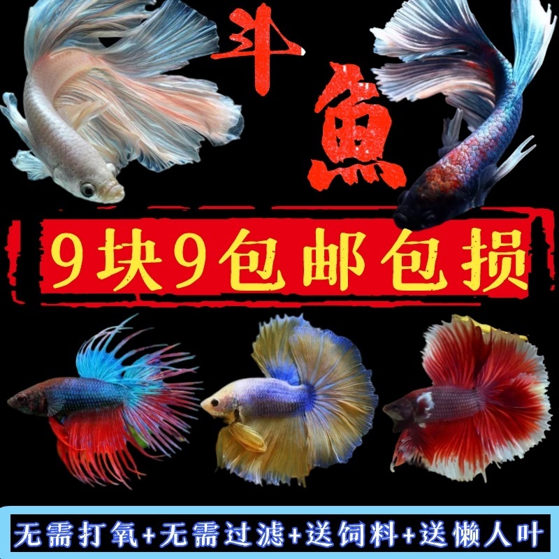 活体观赏鱼泰国马尾狮王半月小型