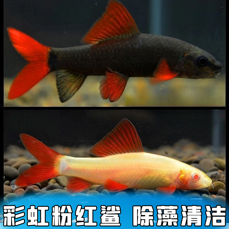 鱼缸清道夫除藻吃垃圾底层清洁鱼