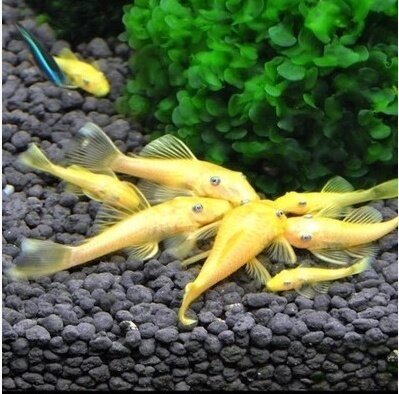 观赏鱼清洁鱼清道夫黄金胡子鱼蓝眼胡子黄金胡子大帆除藻鱼吃青苔