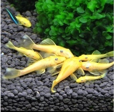 黄金胡子蓝眼大帆除藻底层清洁鱼