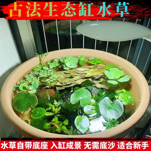 有茎类新都水景懒人水草古法养殖