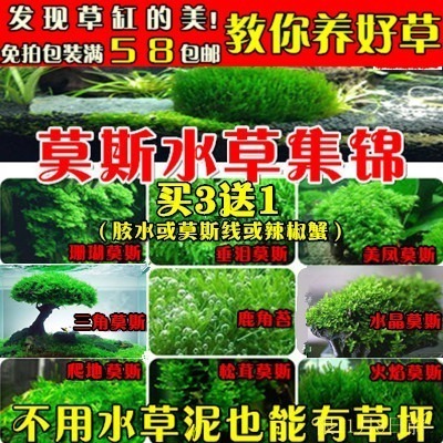 莫斯树水草火焰美凤水晶
