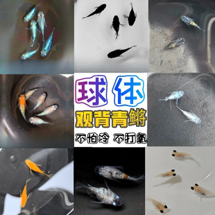 活体观赏鱼球体观背青鳉新手古法养殖除油膜吃蚊虫冷水生态缸草缸