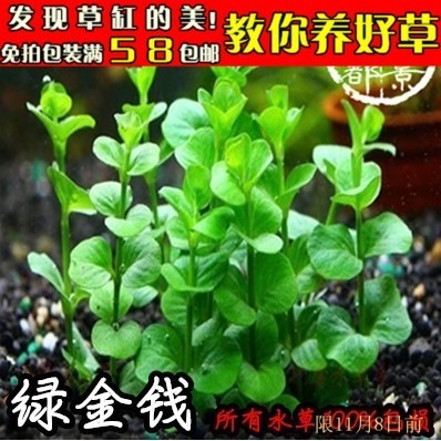 水族箱草缸鱼缸造景装饰真水草 金钱草 绿金钱 中景前景