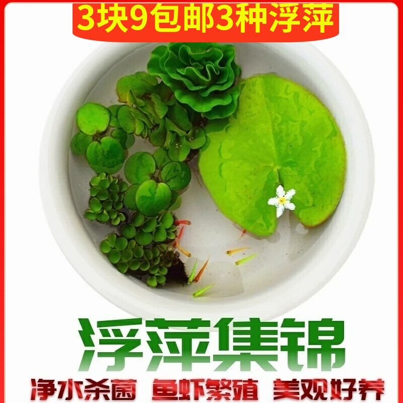 鱼缸浮萍活体水草除NO3净水质吸收肥力水葫芦睡莲四季绿植微景观