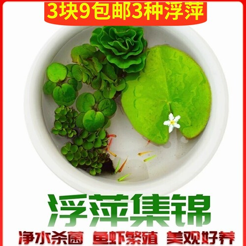 鱼缸浮萍活体水草no3净水质肥力