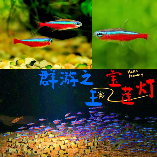 宝莲灯鱼水草缸热带鱼小型灯科鱼