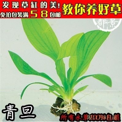 好养无需co2青旦头皇冠中前后景草真水草绿蛋皇冠水族箱水草造景,宠物/宠物食品及用品,水草,淘宝优惠券,粉丝福利购,淘宝优惠卷