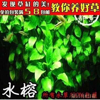 金钱榕前中景水草/迷你小水榕/ 大水榕/丹麦黄金小水榕