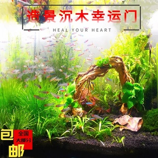 鱼缸造景沉木杜鹃根活体水草造景懒人造景新手造景入缸成景包邮