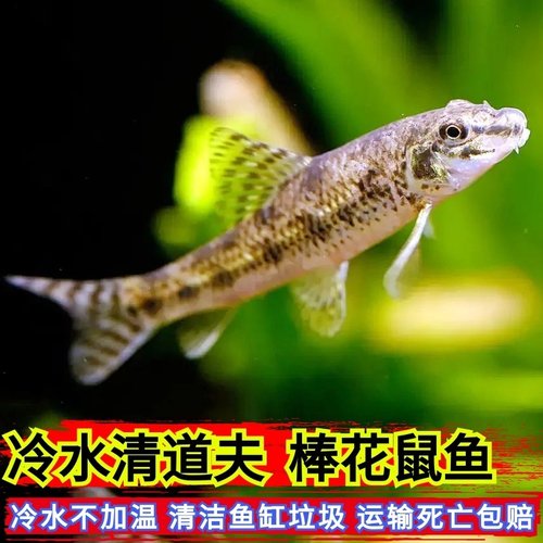 冷水清道夫底层翻沙棒花鱼似鮈鱼