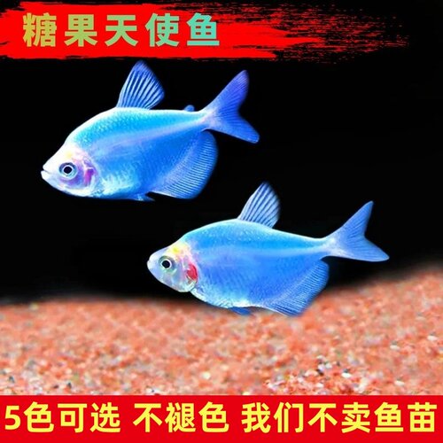 热带鱼颜色艳丽不褪色天使鱼淡水
