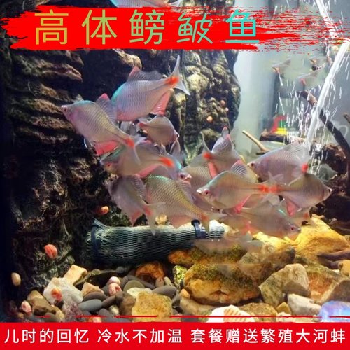 冷水鱼原生鱼溪流鱼淡水鱼高体鱼