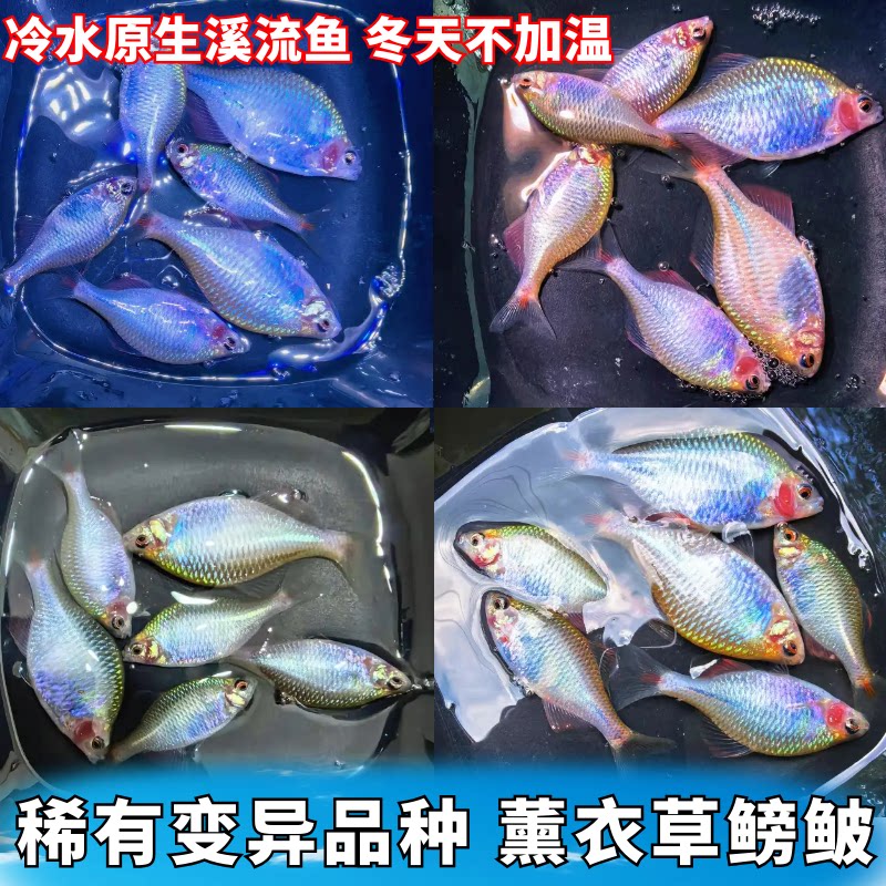 活体观赏鱼小型原生溪流冷水鱼变异透鳞紫罗兰薰衣草鳑鲏彩虹精灵