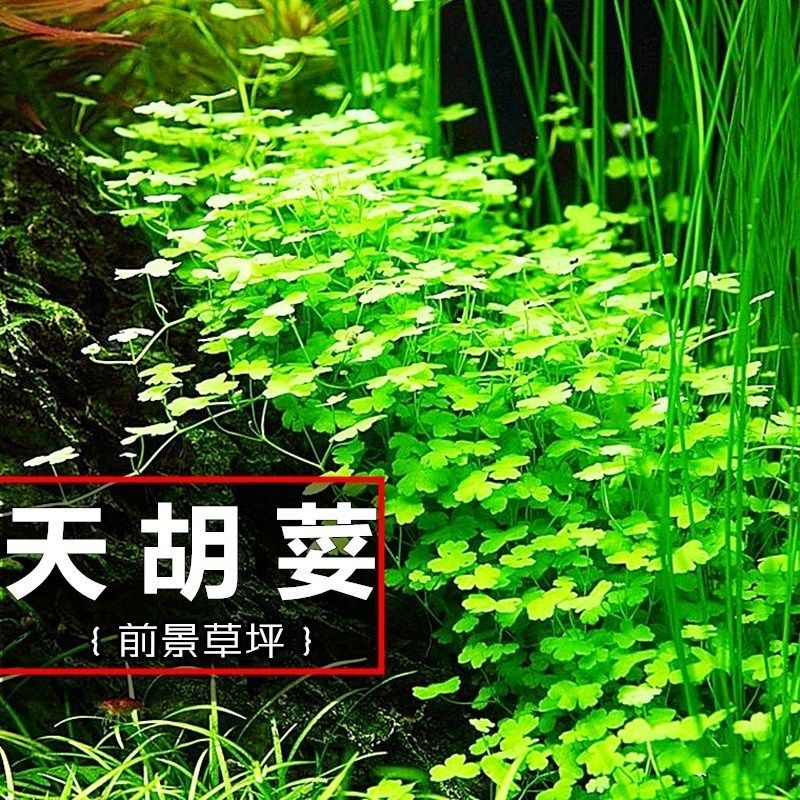 活体水草鱼缸水草矮珍珠水草天胡荽懒人水草造景水草新手水草好养,宠物/宠物食品及用品,水草,淘宝优惠券,粉丝福利购,淘宝优惠卷