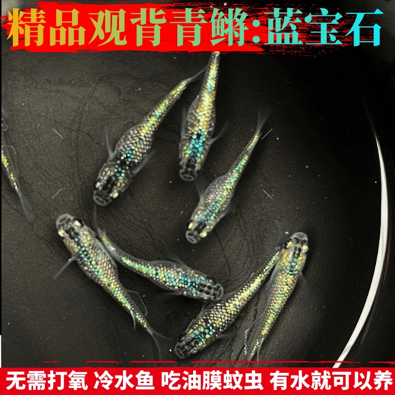 观背青鳉冷水新都水景蓝宝石公母