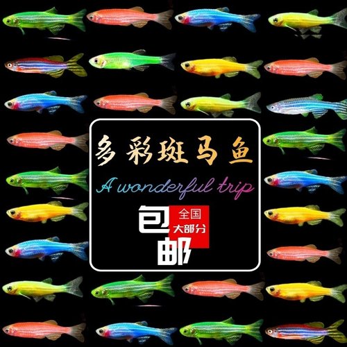 新手养鱼新都水景公母斑马鱼淡水
