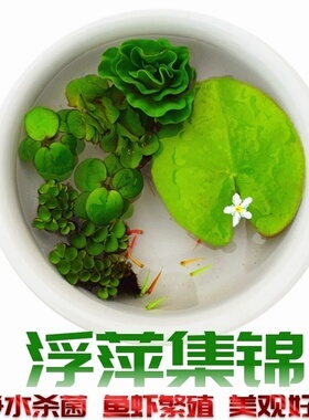 鱼缸浮萍活体水草除NO3净水质吸收肥力水葫芦睡莲四季绿植微景观