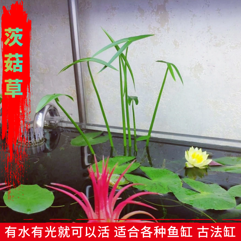 活体水草鱼缸净水植物水培草缸水陆缸古法缸生态缸乌龟缸溪流缸草