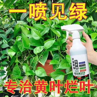 叶绿素水溶肥料免稀释营养液黄叶一喷绿花卉多肉生根壮根叶面肥料