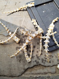 羊尾巴骨牛尾骨真品骨圣诞节礼物水族馆造景装饰标本制作练手材料