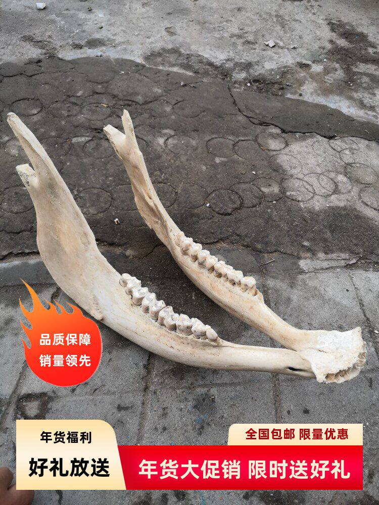 牛头骨装饰工下巴牦牛头骨装饰标本壁挂藏区标本特色壁饰真牛头骨