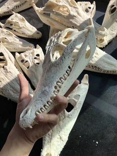 水爬两栖头骨消毒脱脂手工艺标本饰品挂件动物真品摆件骷颅头养殖