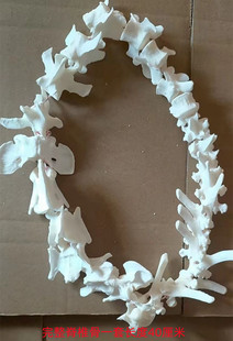 真实脊椎骨标本制作教学拼装骨架练手背骨一组完整拼接真小型动物