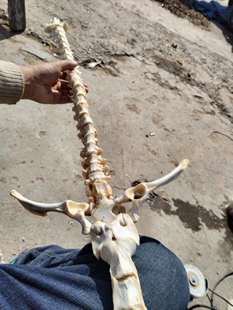 诸葛渊脊骨剑骨架创造作山羊脊椎骨一套完整制作收藏摆件拼装练习